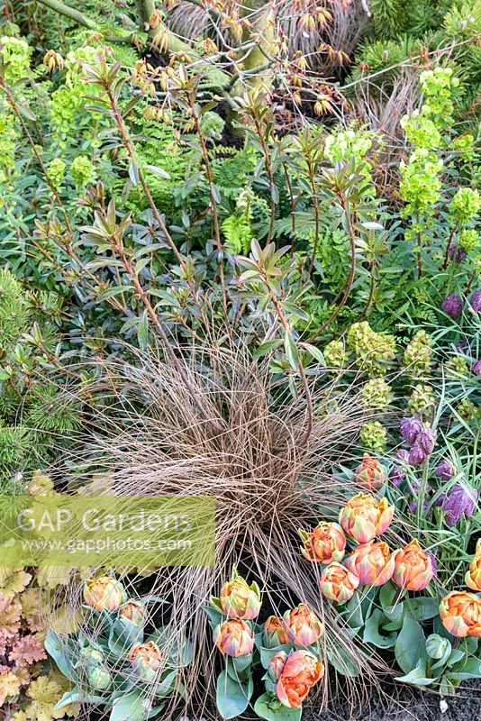 Parterre de fleurs au printemps avec Tulipa 'Orange Princess', Euphorbe et Carex à feuilles de bronze dans 'Un jardin pour toutes les saisons', Ascot Spring Garden Show, 2018