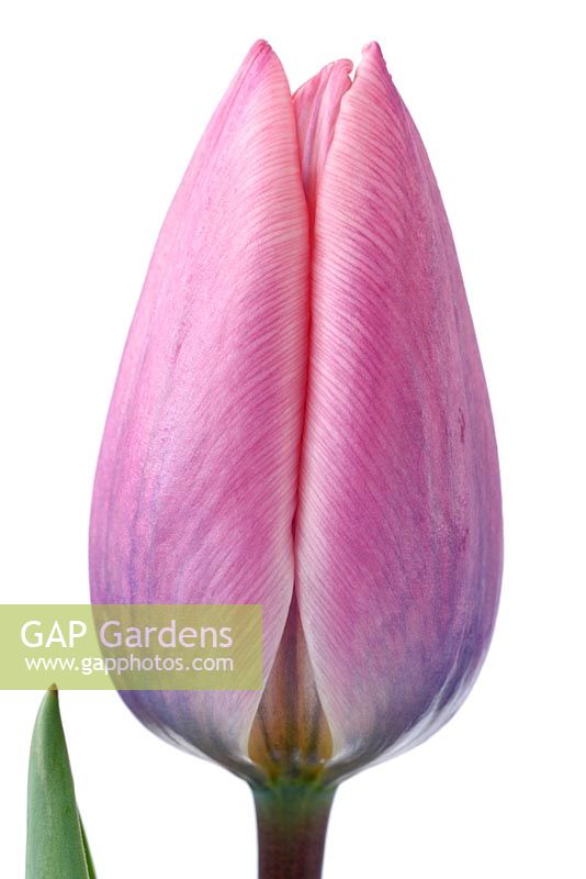 Tulipa 'Léger et rêveur' - Darwin Hybrid Group
