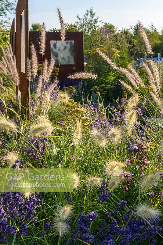 Pennisetum orientale 'Shogun' et Pennisetum villosum avec écrans en acier Lavendula et COR-TEN. 'RNIB Community Garden', RHS Hampton Flower Show 2018