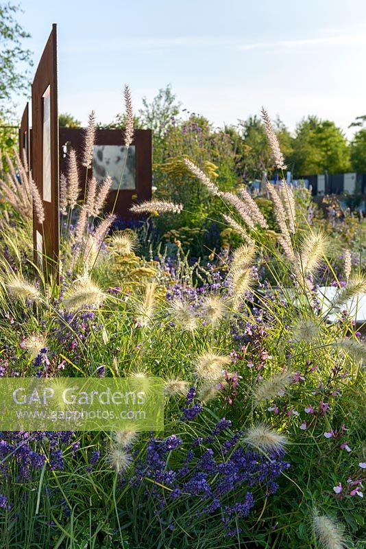 Pennisetum orientale 'Shogun' et Pennisetum villosum avec écrans en acier Lavendula et COR-TEN. 'RNIB Community Garden', RHS Hampton Flower Show 2018