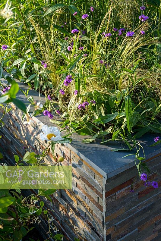 Parterre de fleurs surélevé en placage de pierre avec Stipa, Verveine et Romneya coulteri. 'RNIB Community Garden', RHS Hampton Flower Show 2018.