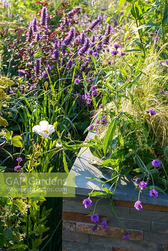 Parterre de fleurs surélevé en placage de pierre avec Agastache 'Black Adder ' et Romneya coulteri '. RNIB Community Garden', RHS Hampton Flower Show 2018.
