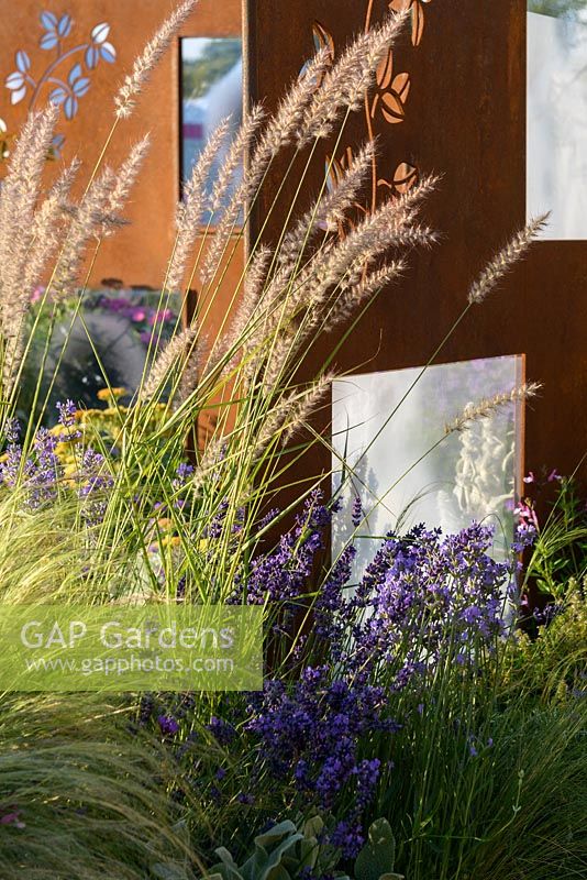 Paravent en acier COR-TEN avec Pennisetum orientale 'Shogun' et Lavendula angustifolia 'Hidcote.' RNIB Community Garden ', RHS Hampton Flower Show 2018.