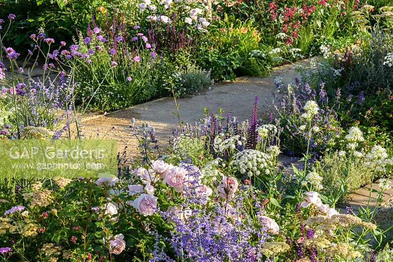 Scabiosa, Achillea, Centranthus ruber et Amni majus à côté du chemin. 'Le meilleur des deux mondes', RHS Hampton Flower Show 2018
