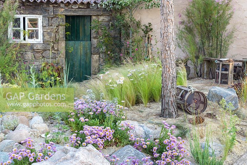 Erigeron et Stipa avec des roches et des pierres. 'Rias de Galicia', un jardin au bout du monde - RHS Hampton Flower Show 2018