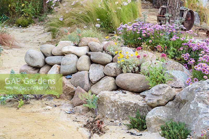 Erigeron dans les rochers et les pierres. 'Rias de Galicia: Un jardin au bout du monde', RHS Hampton Flower Show, 2018
