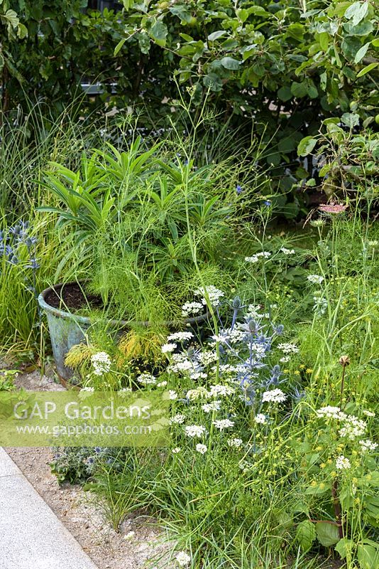 Euphrobia en pot de cuivre. 'Style and Design Garden', RHS Hampton Flower Show 2018