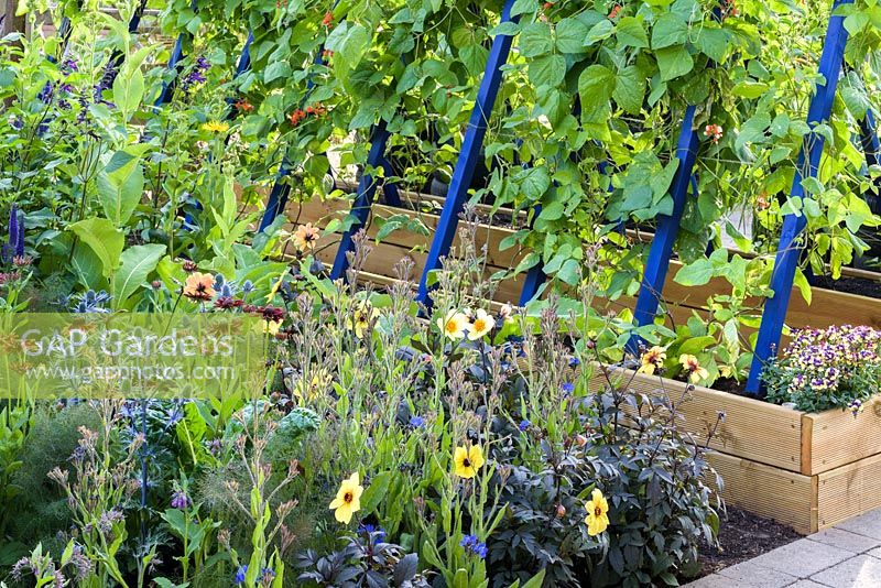 Les haricots verts grandissent des supports bleus dans des parterres surélevés, RHS Grow Your Own with The Raymond Blanc Gardening School, RHS Hampton Flower Show, 2018.