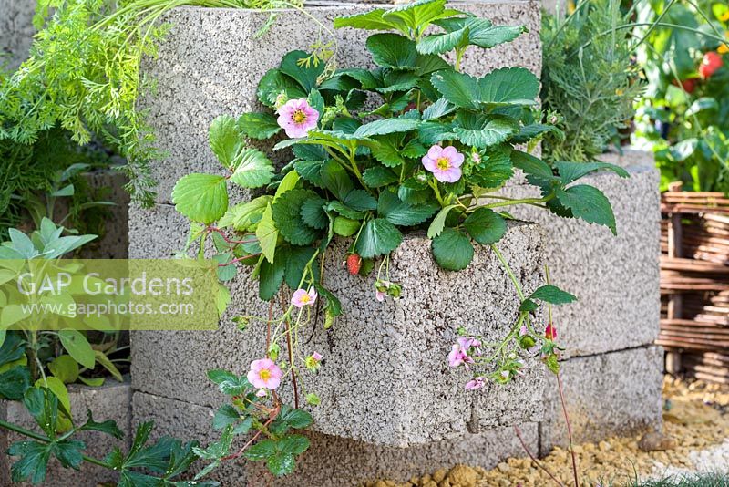 Fragaria x ananassa - Fraises à fleurs roses dans des jardinières en béton - RHS Grow Your Own with The Raymond Blanc Gardening School - RHS Hampton Flower Show, 2018.