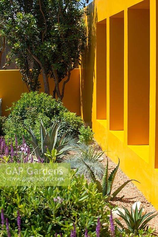 Plantation à sec à côté d'un mur de séparation jaune vif et Arbutus unedo en arrière-plan - Jardin Santa Rita 'Living La Vida 120', RHS Hampton Court Palace Flower Show 2018