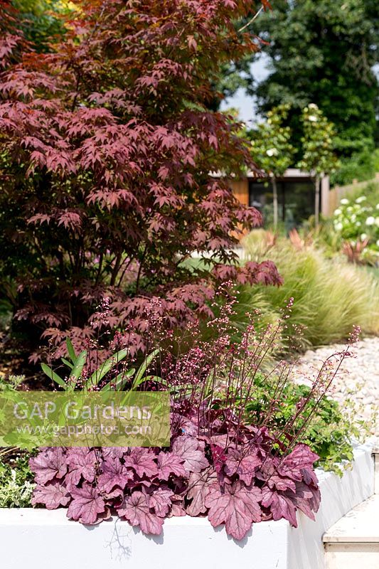 Bord de la terrasse courbe avec Heuchera 'Berry smoothie' et Acer palmatum atropurpureum.