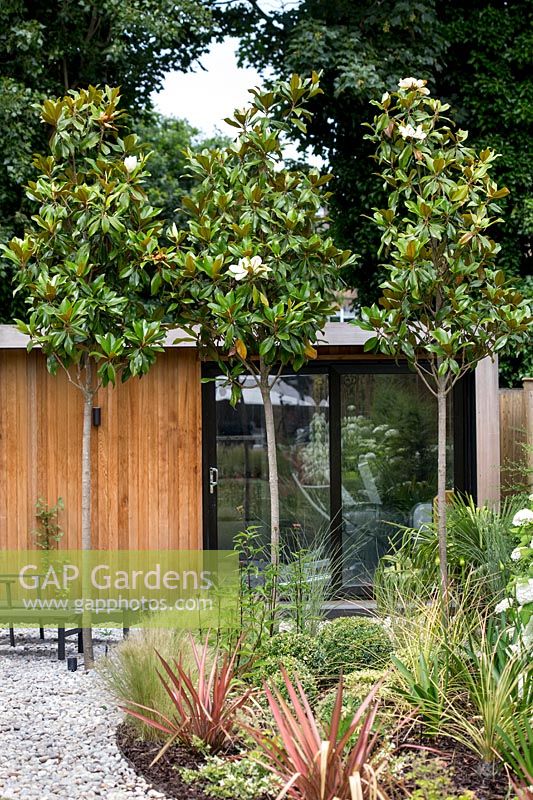 Salon de jardin avec terrasse en gravier avec Magnolia grandiflora Jardin contemporain à Dulwich