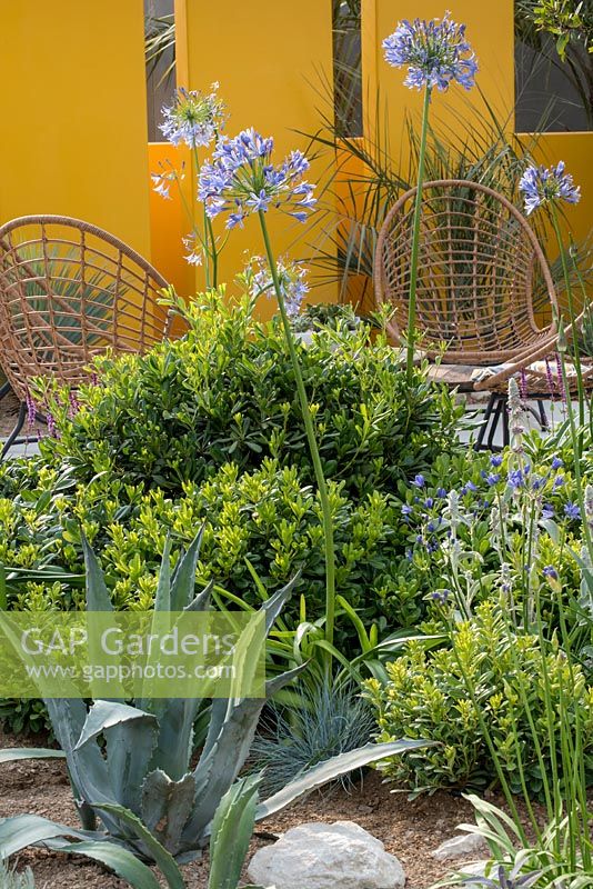 Jardin Santa Rita 'Living La Vida 120', parrainé par Santa Rita Wines, RHS Hampton Court Flower Show, 2018.