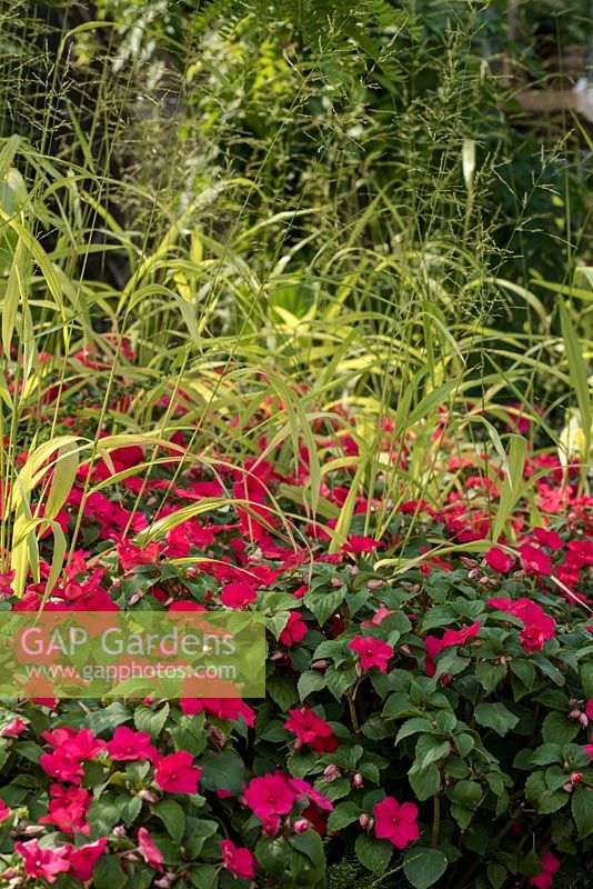 Imara Bizzie Lizzie et Phaenosperma globosa - BandQ Bursting Busy Lizzie Garden, parrainé par BandQ, RHS Hampton Court Flower Show, 2018.