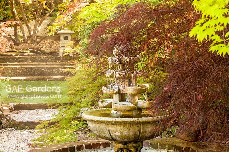 Acer palmatum 'Enkan' et fontaine japonaise - érable japonais