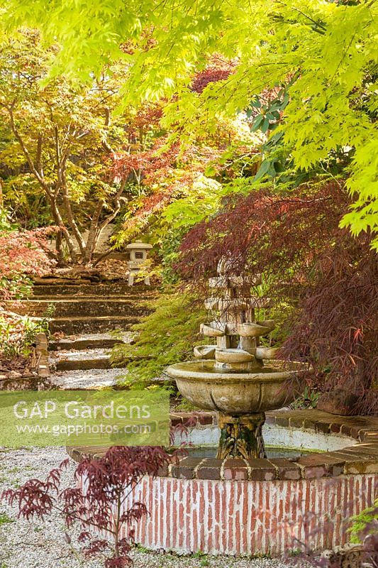 Acer palmatum 'Enkan' et fontaine japonaise