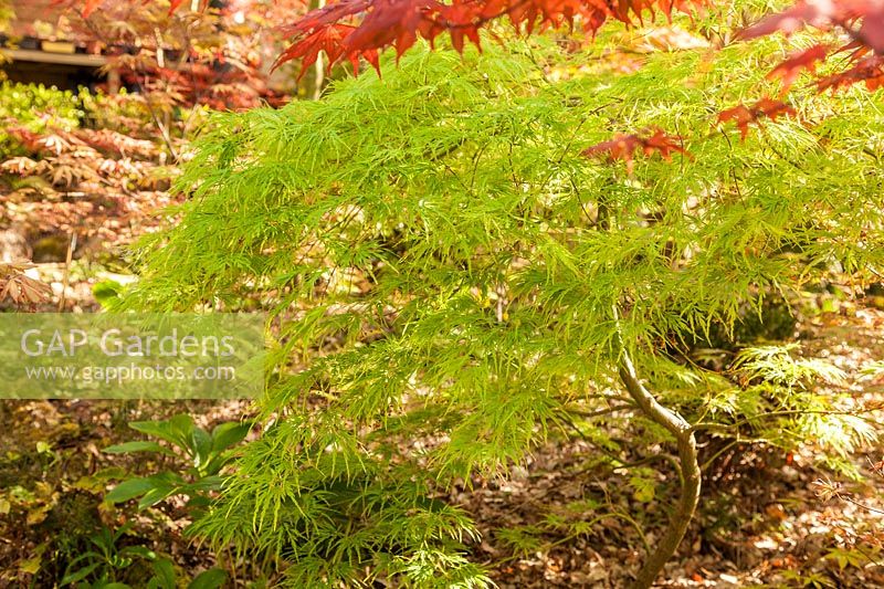 Acer palmatum 'Waterfall' - érable japonais