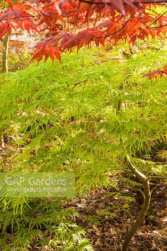 Acer palmatum 'Waterfall' - érable japonais