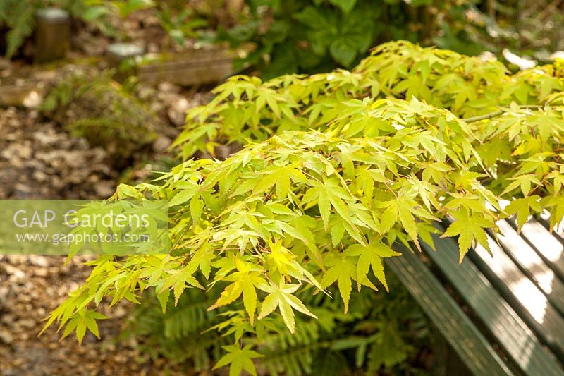 Acer palmatum 'Ueno homare' - Érable japonais
