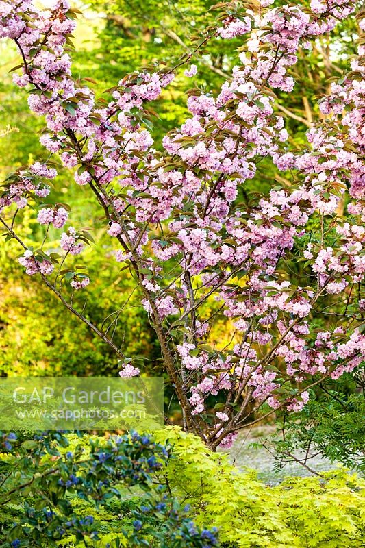 Prunus 'Kanzan' - cerisier en fleurs, Jardin Gomero, France