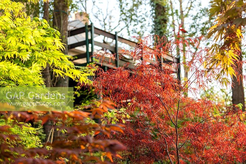 Terrasse en bois avec Acer palmatum 'Enkan' - Érable japonais, Jardin Gomero, France