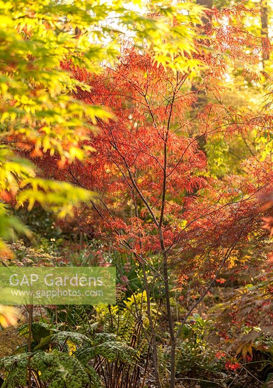 Acer palmatum 'Enkan' - Érable japonais, Jardin Gomero, France