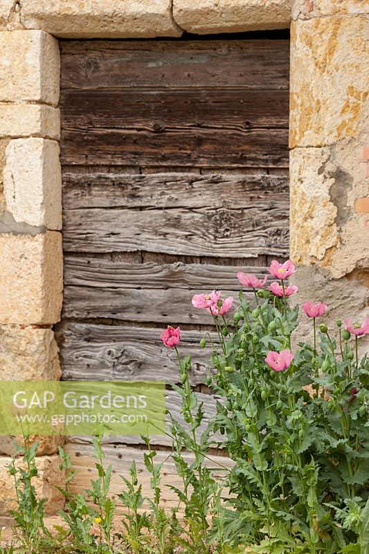 Vieille porte en bois usé avec Papaver somniferum auto-semé - Pavot à opium, France