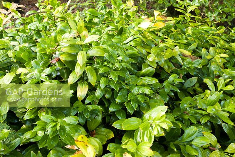 Ruscus colchicus 'Trabzon'