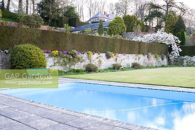Vue sur la piscine jusqu'aux murs de la terrasse avec couverture et Prunus 'Taihaku' - cerise blanche
