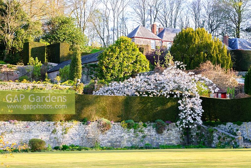 Pelouse formelle et haie coupée au-dessus du mur de la terrasse adoucie par la plantation, comme le Prunus 'Taihaku' - la grande cerise blanche