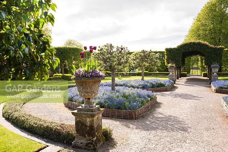 Le jardin d'été avec arcade centrale de lauel portugais et parterres de fleurs pleins de Myosotis. Holker Hall, Grange over Sands, Cumbria, Royaume-Uni.