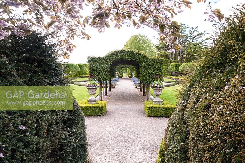 Le jardin d'été avec arcade centrale de laurier portugais, encadré par Taxus baccata - ifs - haies. Holker Hall, Grange over Sands, Cumbria, Royaume-Uni.