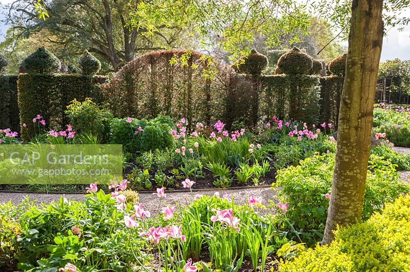 Le jardin elliptique, avec Taxus bacaata coupé et Tulipa en fleurs. Holker Hall, Grange over Sands, Cumbria, Royaume-Uni.