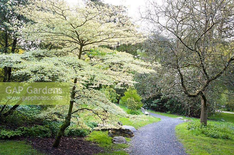 Cornus controversa 'Variegata' dans le jardin boisé. Holker Hall, Grange over Sands, Cumbria, Royaume-Uni.