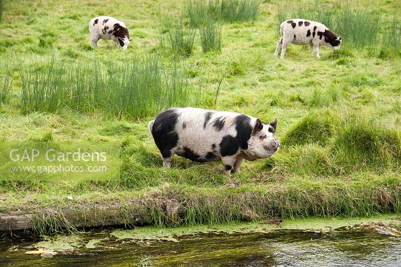 Les porcs et les moutons paissent au bord de la rivière. Heale House, Middle Woodford, Salisbury, Wilts, Royaume-Uni.