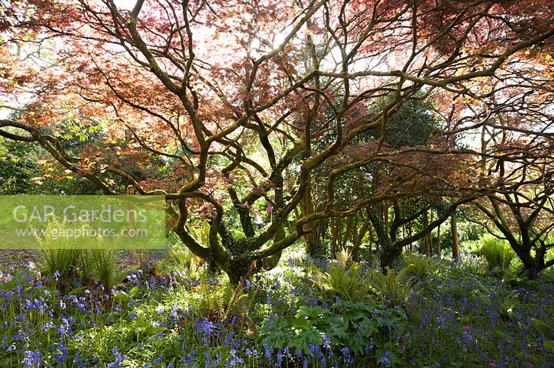 Hyacinthoides non-scripta - Bluebells - et les fougères étouffent le sol sous un Acer en pleine expansion dans le jardin du Sud. Jardin Trewidden, nr Penzance, Cornwall, UK.
