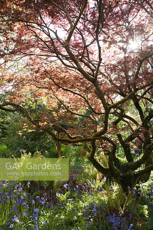 Hyacinthoides non-scripta - Bluebells - et les fougères étouffent le sol sous un Acer en pleine expansion dans le jardin du Sud. Jardin Trewidden, nr Penzance, Cornwall, UK.