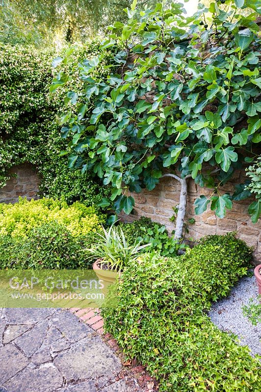 Vue du mur formé Ficus caria - figue - dans un jardin clos. Mill House, Netherbury, Dorset, Royaume-Uni