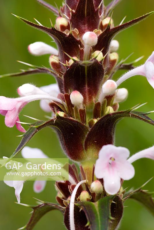 Morina longifolia