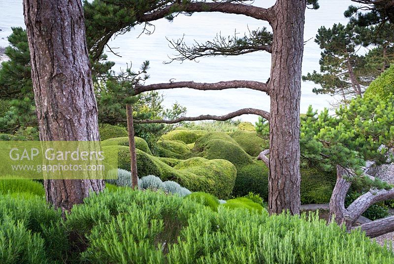 Romarin, Hèbes et Lonicera nitida écrêté sous d'immenses pins sylvestres. Cliff House, Holworth, Dorchester, Dorset, Royaume-Uni