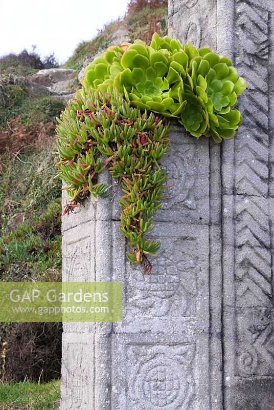 Aeoniums et Carpobrotus edulis naturalisés sur pilier sculpté. Théâtre Minack, Porthcurno, Penzance, Cornwall, UK