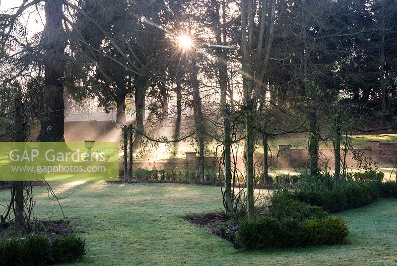 Rose Garden avec genévriers sous-plantés de lavande. Welford Park, Newbury, Berkshire, Royaume-Uni