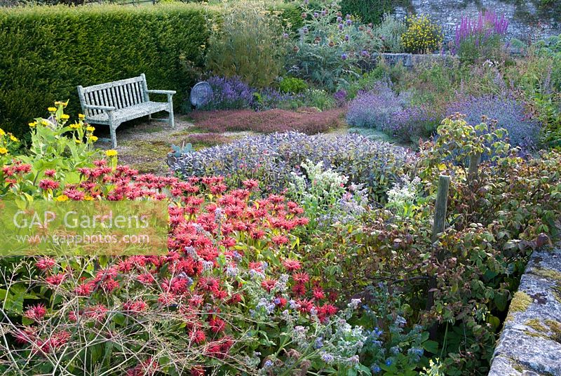 Jardin d'herbes en contrebas avec monardas, Crambe cordifolia, sauge et bourrache. Cidrerie, Buckland Abbey, Yelverton, Devon, UK