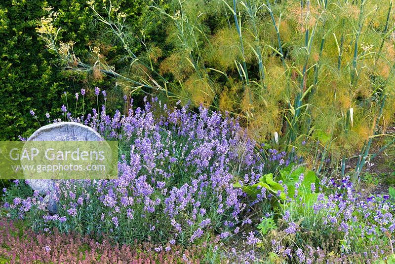 Jardin d'herbes en contrebas avec thym, lavande et fenouil. Cidrerie, Buckland Abbey, Devon, UK