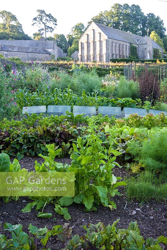 Potager clos de murs avec des rangées de légumes, des rangées de cloches et des plantes potagères boulonnées