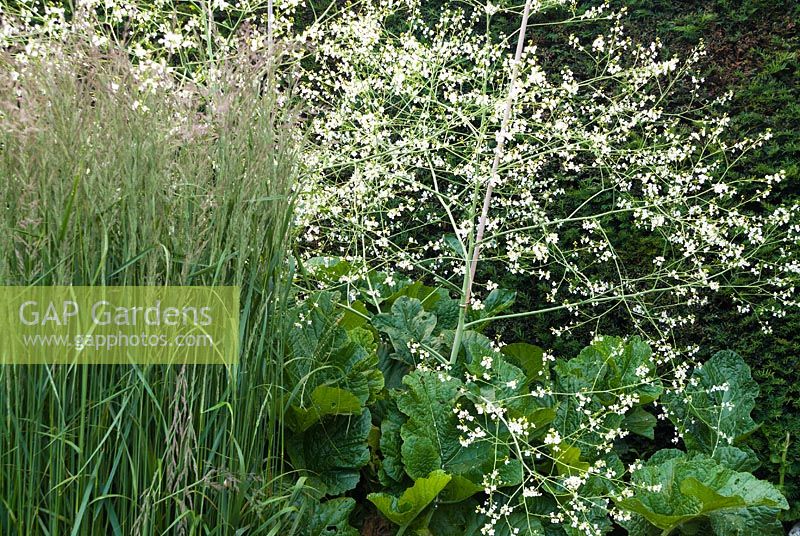 Combinaison de plantes de Calamagrostis x acutiflora 'Karl Foerster' avec des fleurs blanches Crambe cordifolia.