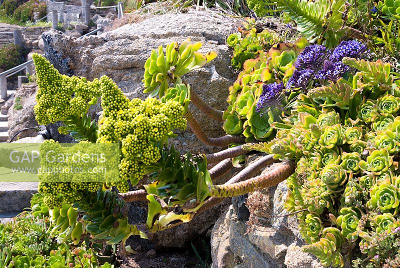 Floraison Aeonium et fleurs bleues de Scilla peruviana sur pente rocheuse ou falaise