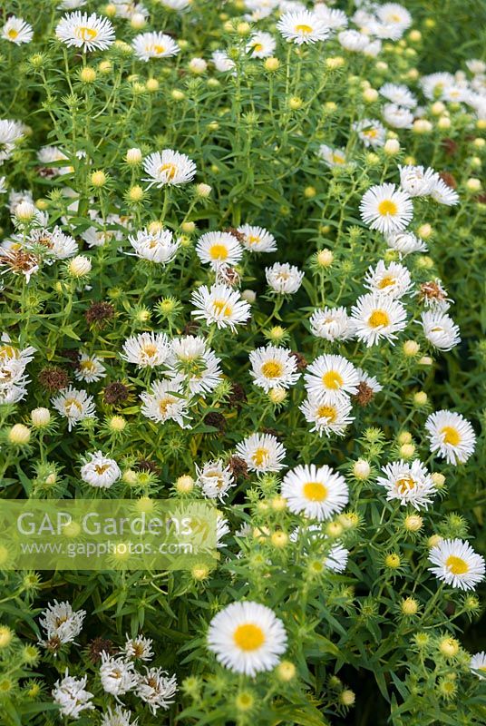 Symphyotrichum novae-angliae 'Herbstschnee' - aster de Nouvelle-Angleterre 'Herbstschnee'