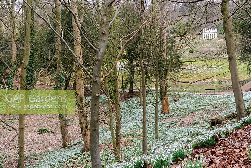 L'Exedra entrevoyait au-dessus du bois perce-neige. Painswick Rococo Garden, Painswick, Glos, Royaume-Uni.