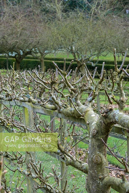 Pommes et poires en espalier sur des clôtures dans le jardin potager. Painswick Rococo Garden, Gloucestershire, Royaume-Uni
